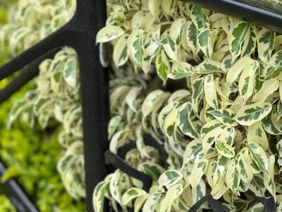 Marco Scott Adict Rc Original